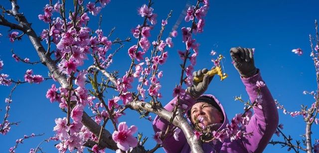 Una trabajadora elimina flores de las ramas para obtener frutos de mayor calidad / Foto: Josep Cano