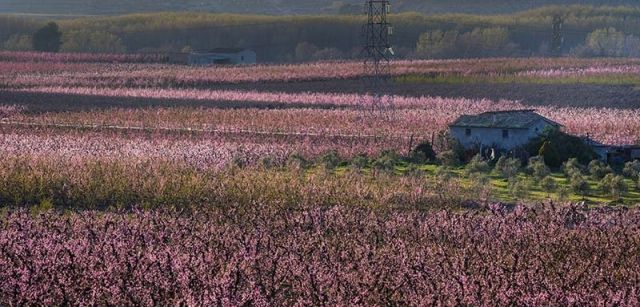 La zona del curso bajo del Segre concentra un tercio de la producción española de fruta de hueso / Foto: Josep Cano