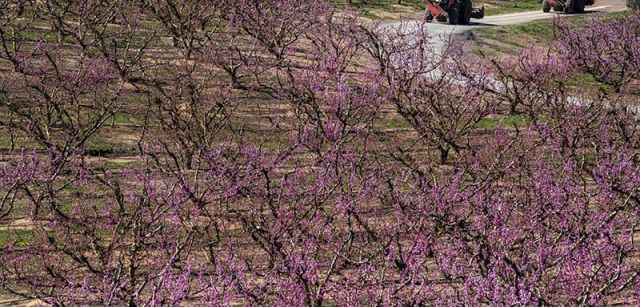 Dos tractores dirigéndose a sulfatar uno de los campos de frutales / Foto: Josep Cano