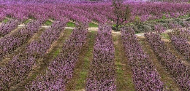 La belleza de la floración de los frutales atrae cada año a más visitantes a la comarca del Segrià / Foto: Josep Cano