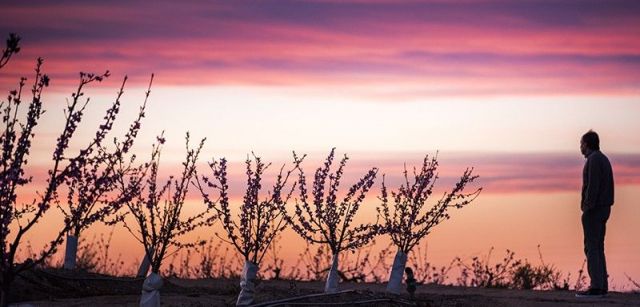 La puesta de sol tiñe el cielo de un color similar al de las flores de los melocotoneros / Foto: Josep Cano