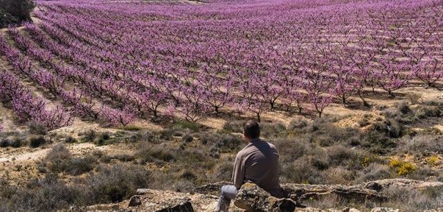 El regadío permitió sembrar de frutales unas tierras tradicionalmente dedicadas al cereal / Foto: Josep Cano