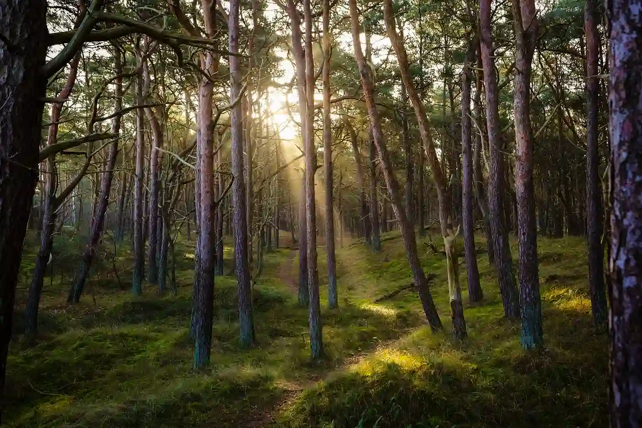 Los bosques europeos almacenan un 30% menos de carbono / Foto: PB