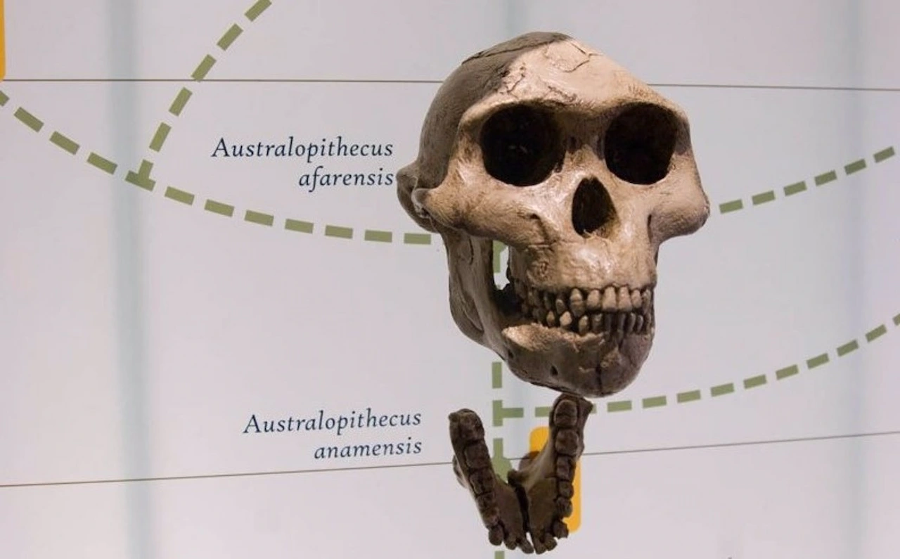 Dimorfismo sexual entre los primeros homínidos / Foto: Ken Zirkel - Museum of Natural History