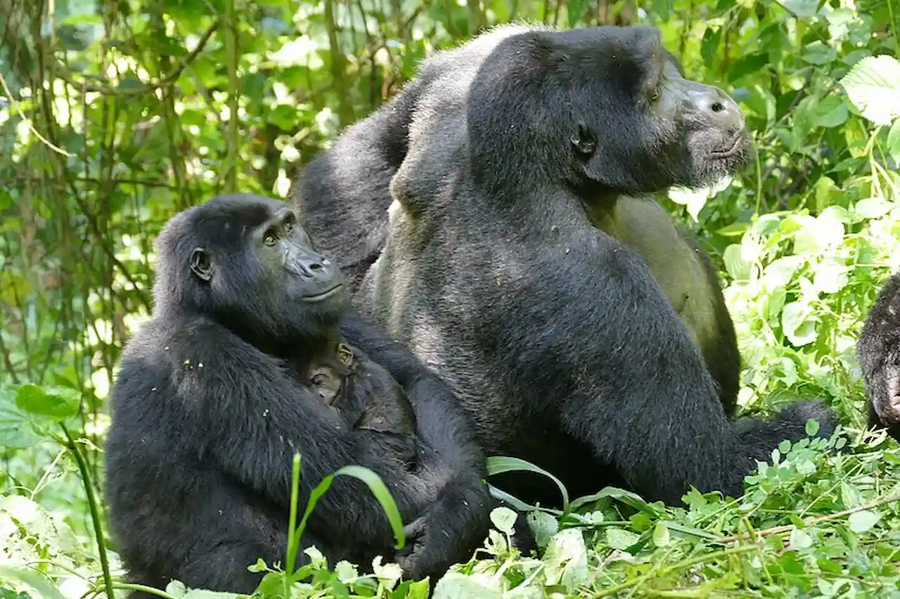 La diferencia de tamaño entre una hembra (con una cría) y un macho de gorila / Foto: Martha Robbins