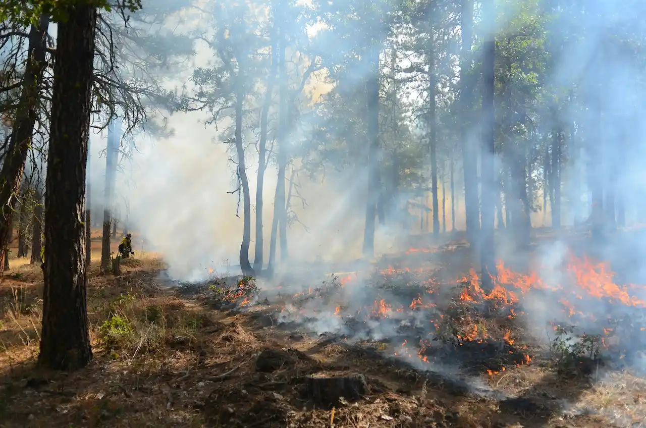 Los incendios forestales están desarrollando nuevas formas de propagación. Patrón natural de fuegos conserva ecosistemas / Foto: UP