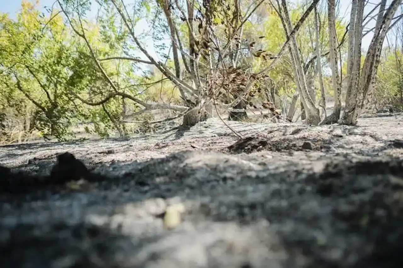 Cenizas del incendio forestal que se originó en Méntrida, a 18 de julio de 2025. Ecologistas exigen medidas "contundentes" contra las causas  / Foto: EP