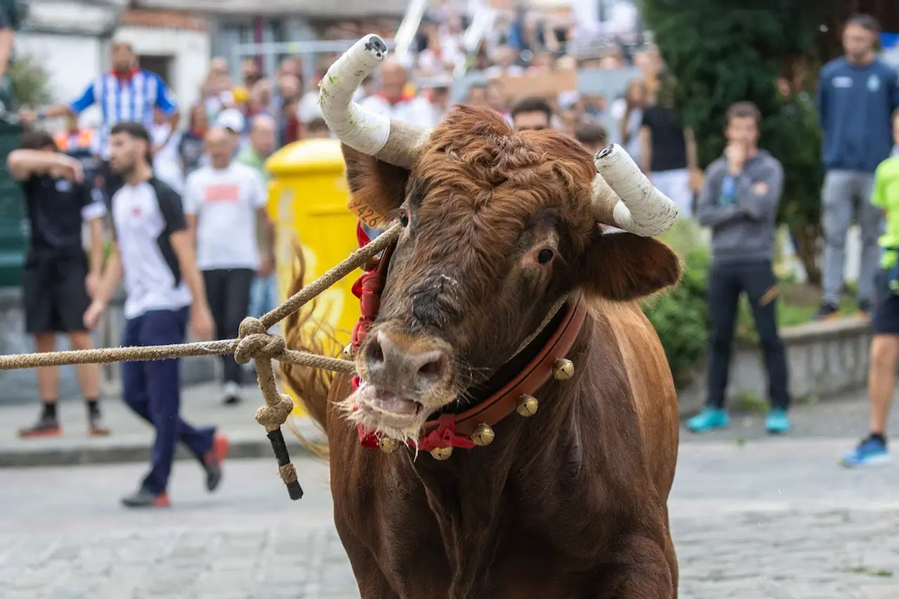 Piden fiestas libres de maltrato animal y anular la 'vaquilla enmaromada' en Guetxo / Foto: EP