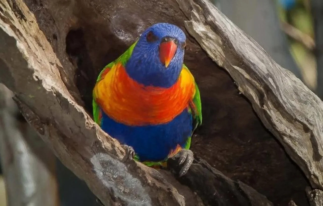 El estudio sobre la inversión sexual en aves, incluyó urracas, cucaburras, palomas y loros / Foto: Steve Parish