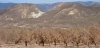 Cambio en los sistemas alimentarios. Olivares secos de Tabernas debido al declive de los acuíferos / Foto: Luis Bolonio-CSIC