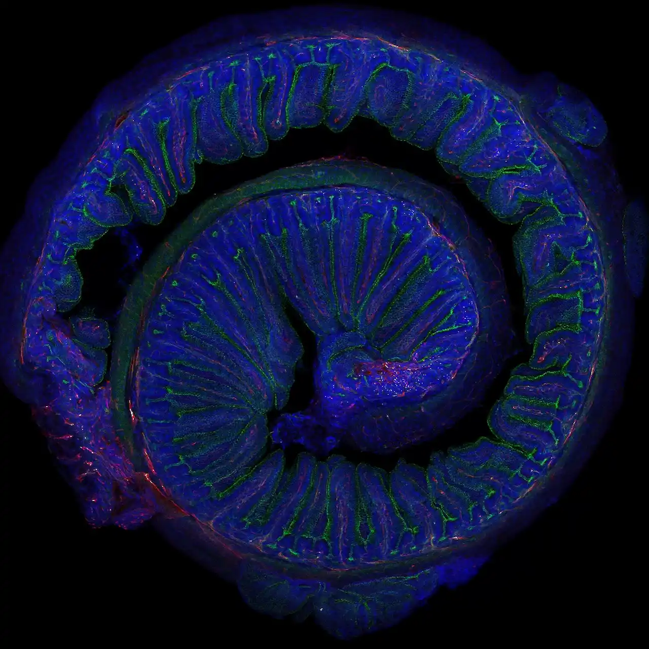 Microfotografía del intestino de un ratón adulto. Microbiota / Imagen: Elisa Cintado y José Luis Trejo (CNC-CSIC)
