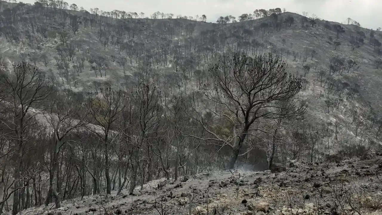 Regenerarse tras un incendio / Foto: Plan Infoca