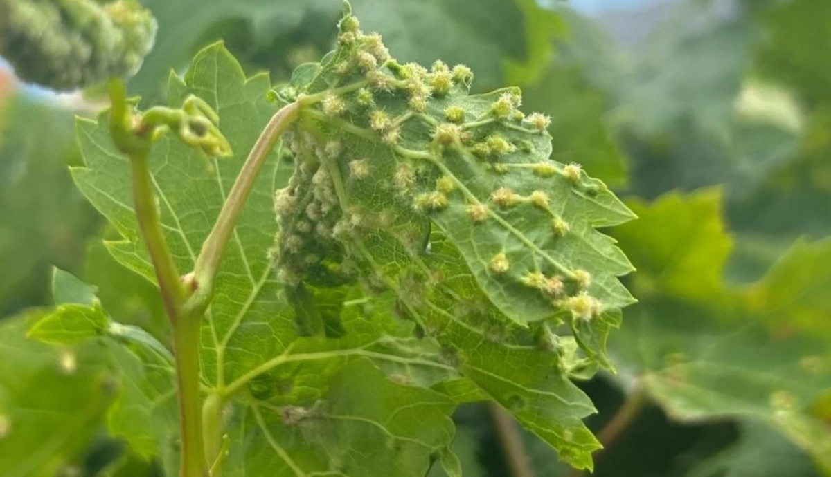Detalle de una hoja de vid afectada por filoxera