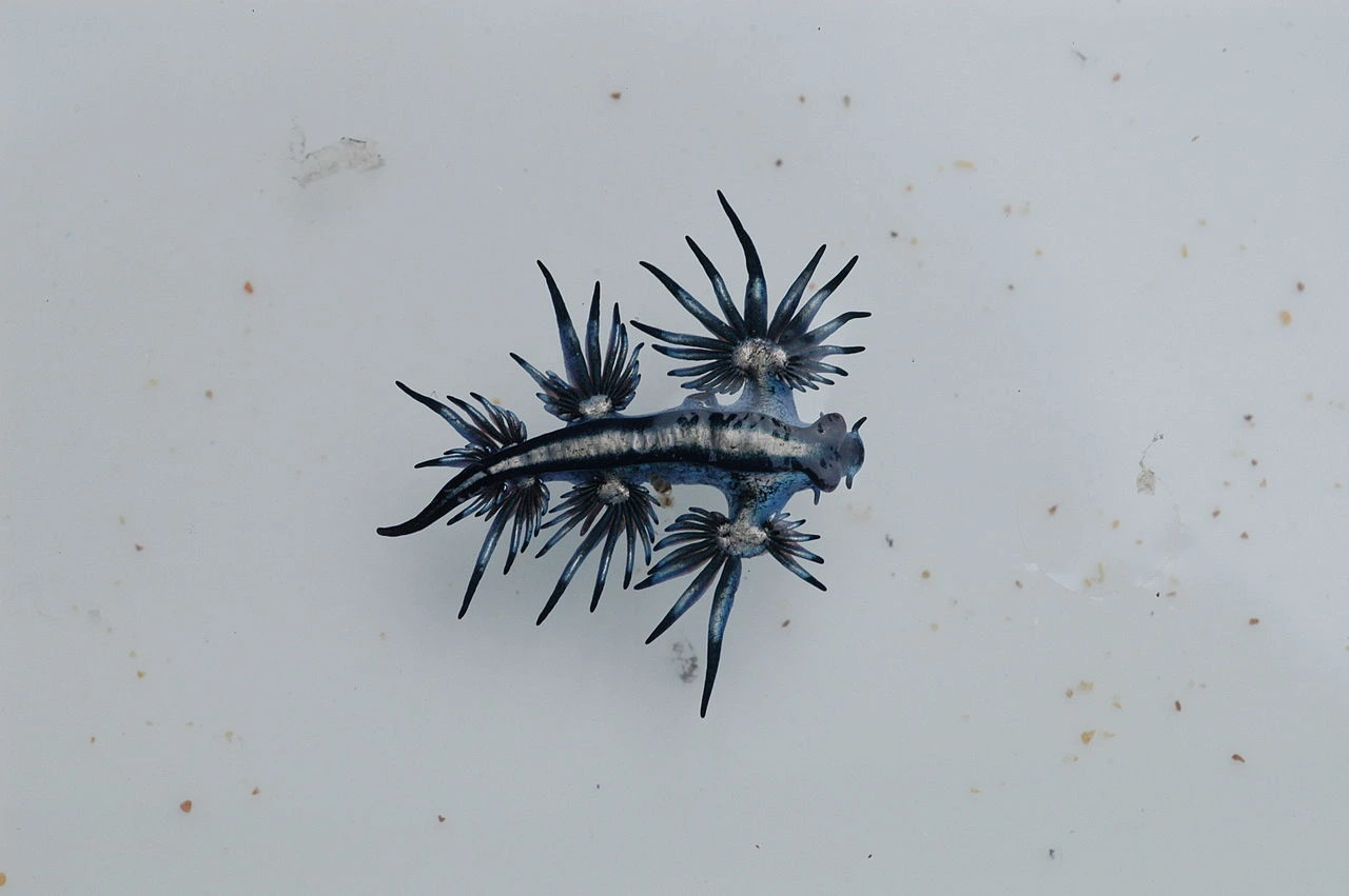 Ejemplar de dragón azul 'Glaucus atlanticus' / Foto: Wikimedia Commons