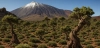 Bosque de cedros en el Parque Nacional del Teide. Recreación artística / Imagen: CSIC