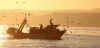 Barco faenando al amanecer. Bacalao / Foto: Junta de Andalucía