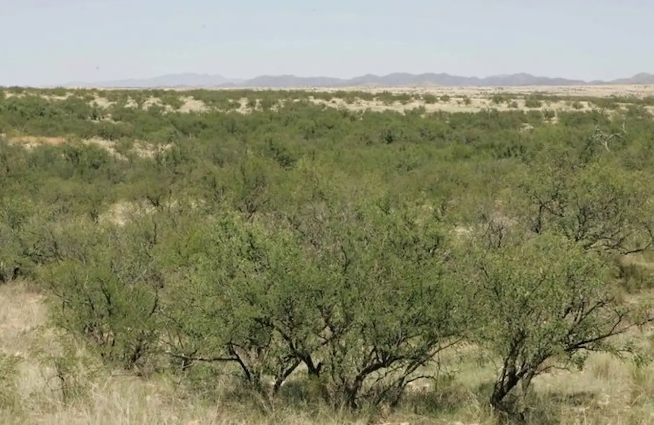 El reverdecimiento global aumenta la cobertura vegetal y reduce la humedad del suelo / Foto: EP