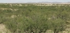 El reverdecimiento global aumenta la cobertura vegetal y reduce la humedad del suelo / Foto: EP