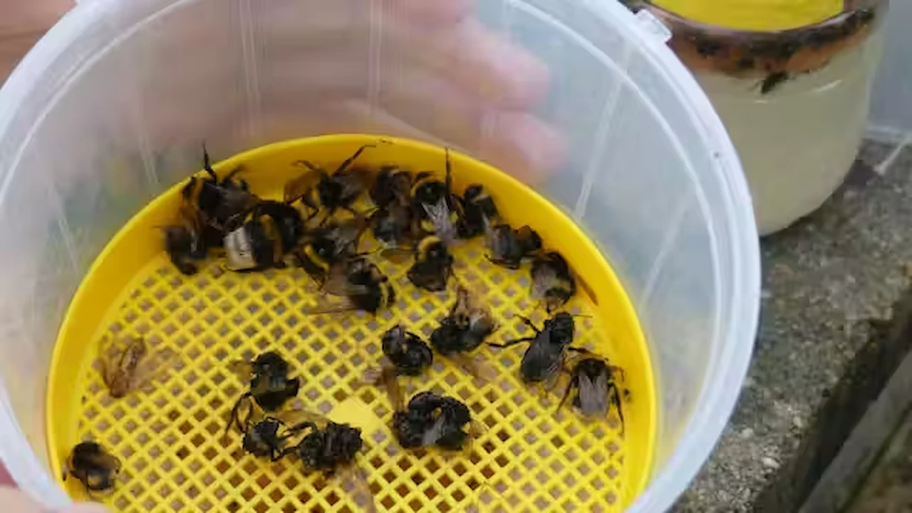 Abejorros del género 'Bombus' recogidos en una trampa para avispas asiáticas / Foto: Las autoras, CC BY-SA