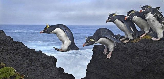 Saltar. Segundo premio individual de la categoría de Naturaleza. Los pingüinos de penacho amarillo hacen honor a su nombre mientras navegan por la costa de la isla Marion, en el Océano Índico / Foto: Thomas P. Peschak (Alemania / Sudáfrica)