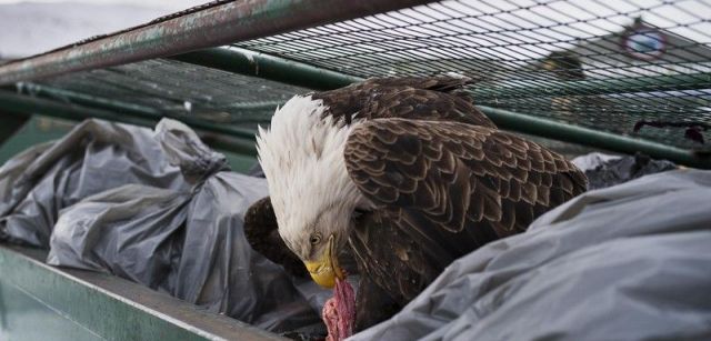 Buceador de contenedor. Primer premio individual de la categoría de Naturaleza. Un águila calva se deleita con restos de carne en los contenedores de basura en Dutch Harbor, Alaska, Estados Unidos / Foto: Corey Arnold (Estados Unidos)