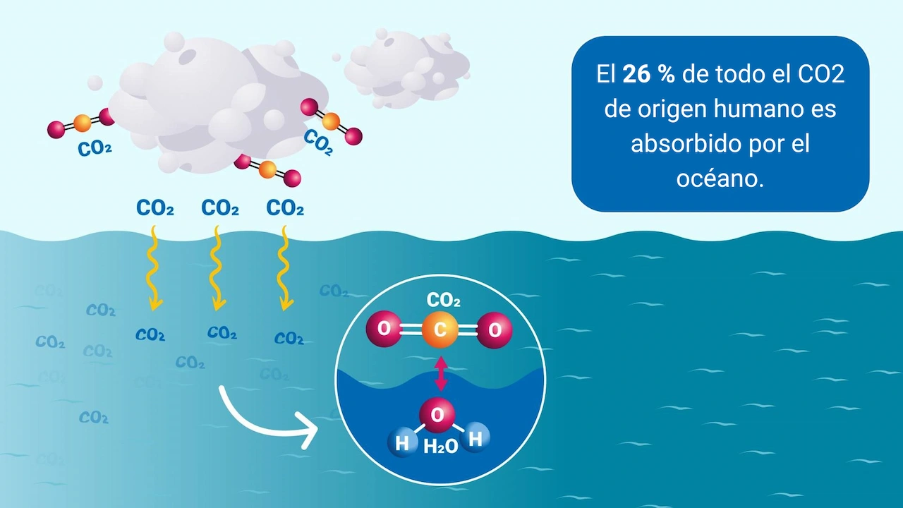 Está en crisis el sumidero de carbono del océano / Imagen: IAEA