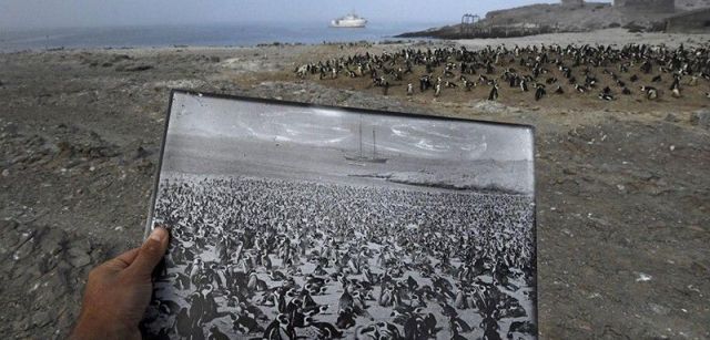 Atrás en el tiempo. Tercer premio individual de la categoría de Medio Ambiente. Una fotografía histórica de una colonia de pingüinos africanos de la década de 1890, en 2017 en el mismo lugar / Foto: Thomas P. Peschak (Alemania / Sudáfrica)