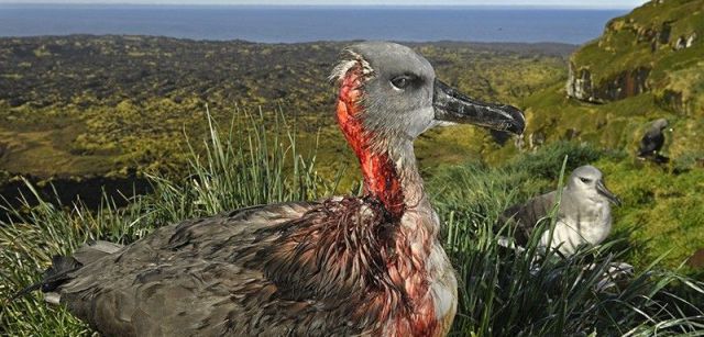 Ataque del ratón zombi. Segundo premio individual de la categoría de Medio Ambiente. Un albatros juvenil de cabeza gris en la Isla Marion, Territorio Antártico Sudafricano, después de un ataque de ratones / Foto: Thomas P. Peschak (Alemania / Sudáfrica)