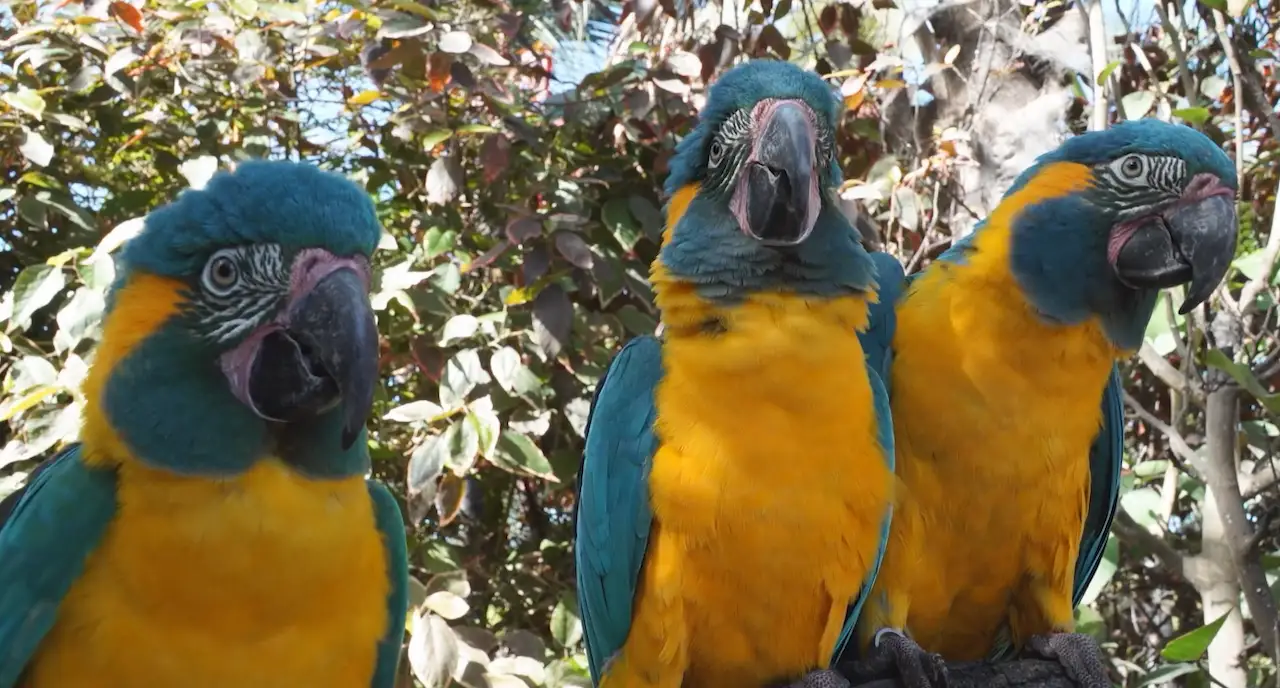 Tres loros guacamayos de garganta azul al aire libre / Foto: Loro Parque, Adrián Azcárate