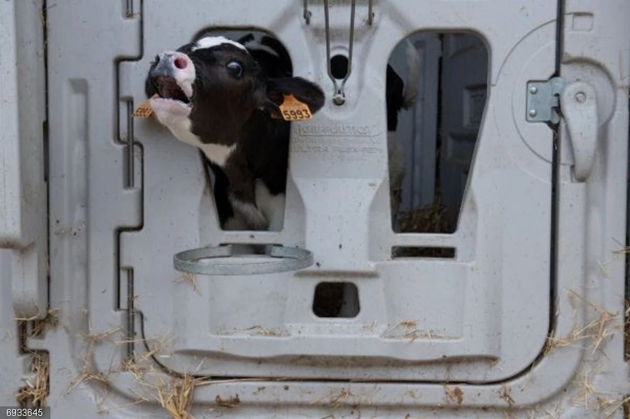 Proteger a los animales frente a la "publicidad engañosa". Ternero en granja de producción de leche en España / Foto: Igualdad Animal