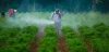 En países de renta media o baja es fácil el acceso a pesticidas peligrosos / Foto: UP