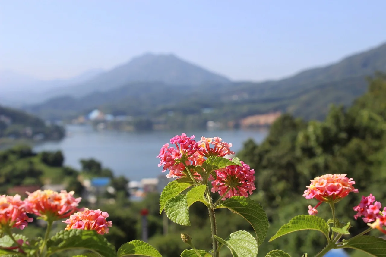 La 'Lantana camara', una especie exótica, ha invadido amplias zonas del mundo y cambiando los ecosistemas / Foto: PB