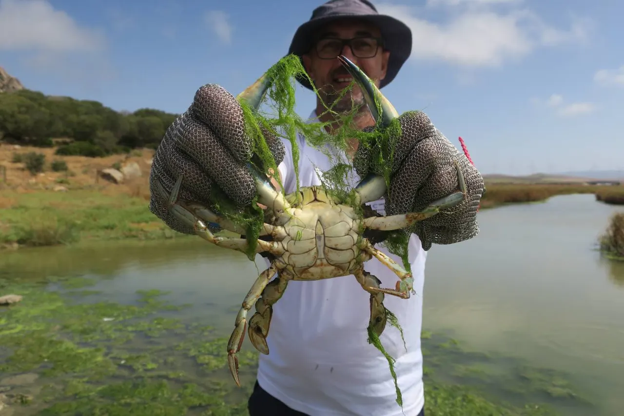 Técnico del CSIC con un ejemplar de cangrejo azul (Callinectes sapidus) -especie exótica- en el río Cachón (Zahara de los Atunes, Cádiz) / Foto: ICMAN-CSIC