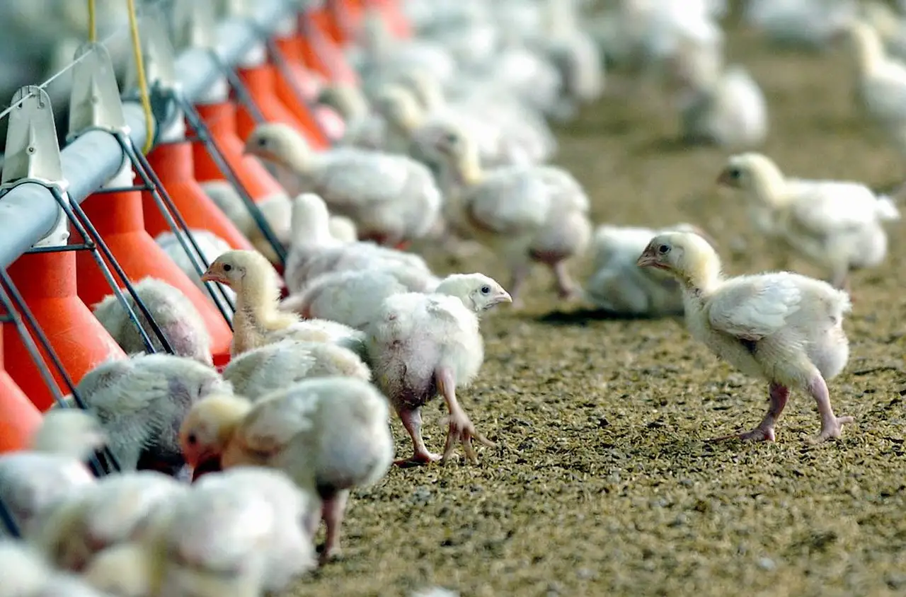 El virus de la gripe aviar ha afectado ya a más de 400 especies de aves. En la imagen, pollos en una granja avícola / Foto: EFE - Eduardo Abad