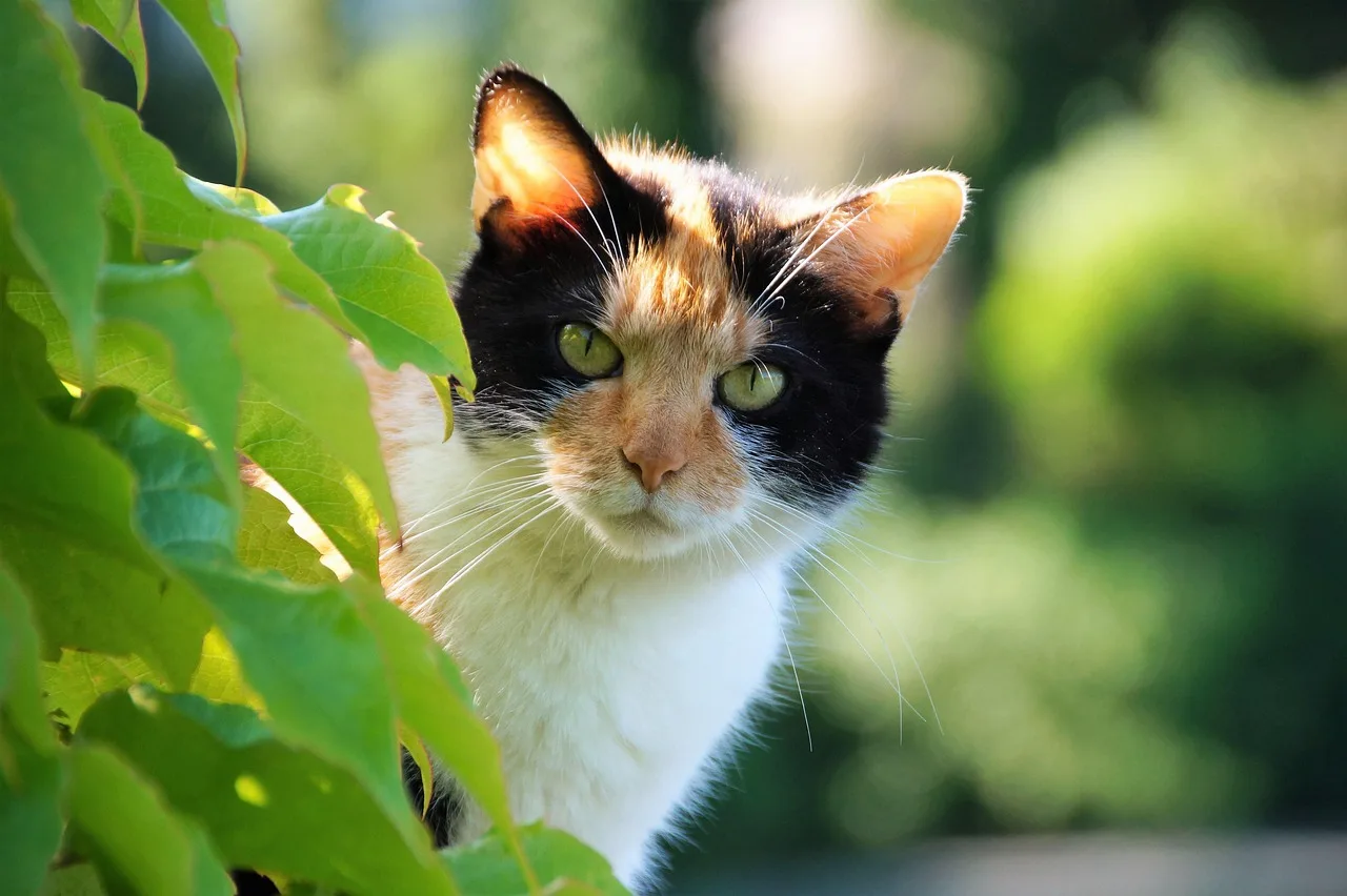 Tener un gato como mascota impacta en nuestro cerebro / Foto: PB