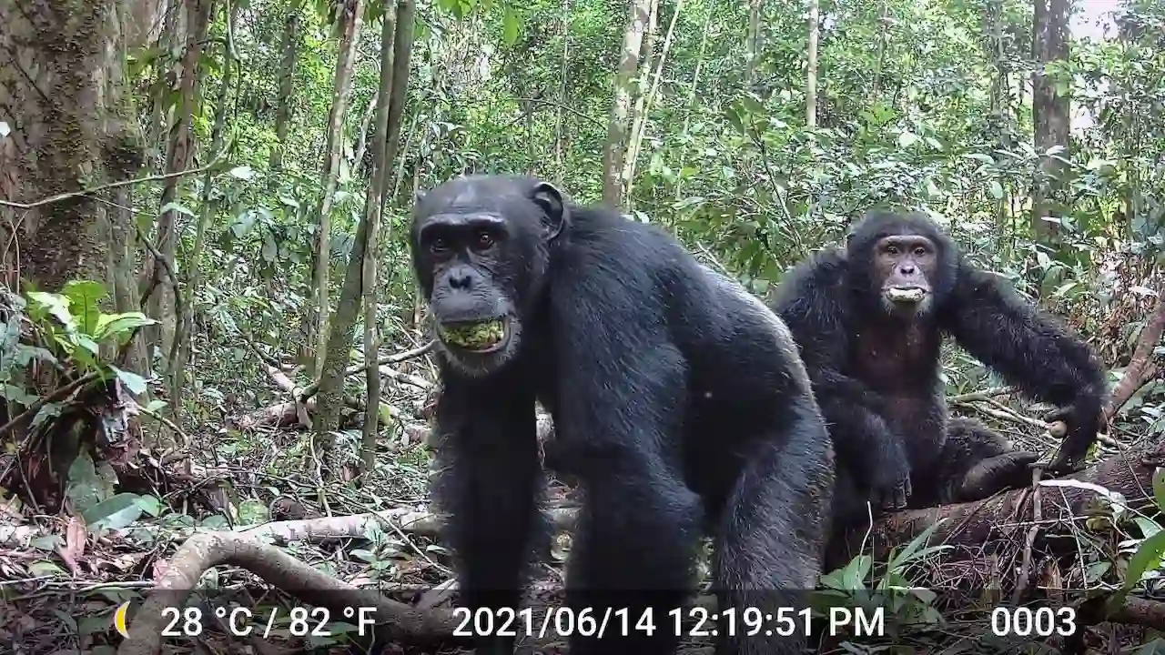 La hipotesis del mono borracho. Un par de chimpancés comen fruta madura (Parinari excelsa) en el Parque Nacional Taï, Costa de Marfil / Foto: Aleksey Maro-UC Berkeley