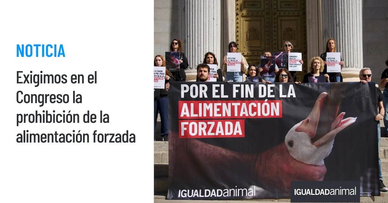 Reclaman el fin de la alimentación forzada a patos para la producción de foi gras / Foto: Igualdad Animal