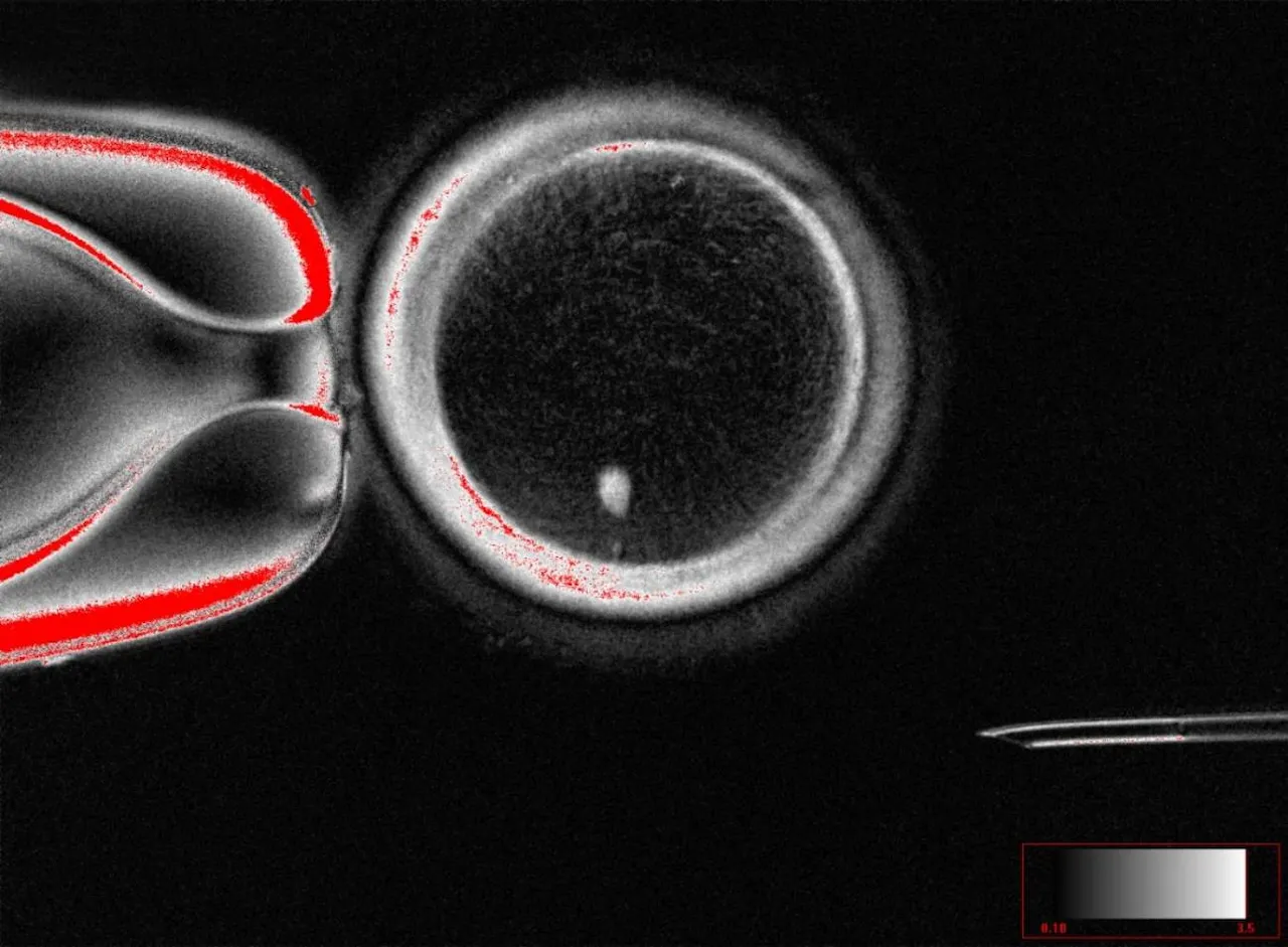 Óvulos humanos creados a partir de células de la piel / Imagen:  Laboratorio de Mitalipov