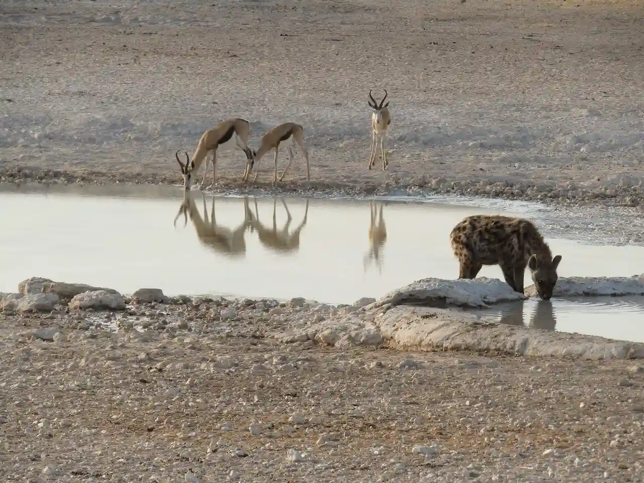 Un incendio forestal asola la reserva de Etosha en Namibia / Foto: EP