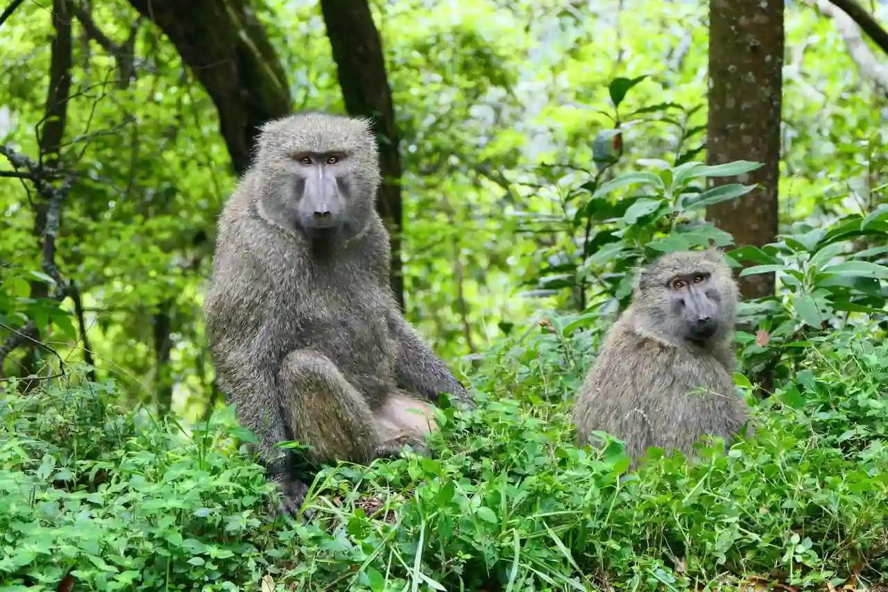 Las mujeres viven más que los hombres. Una pareja de babuinos (Papio anubis) en el bosque impenetrable de Bwindi, Uganda / Foto: Martha Robbins