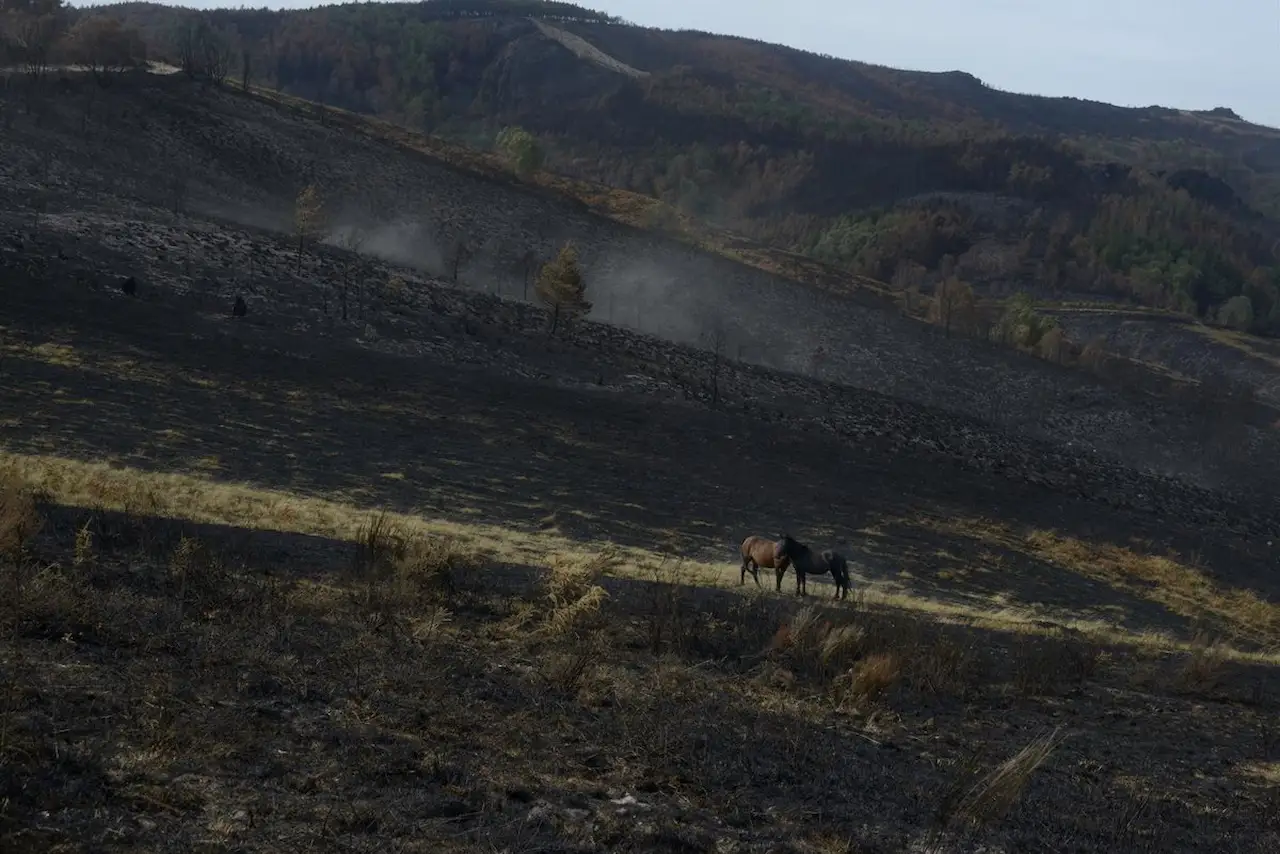 Claves para la prevención de incendios: Intercalar distintas especies y plantaciones en el paisaje / Foto: Rosa Veiga - EP