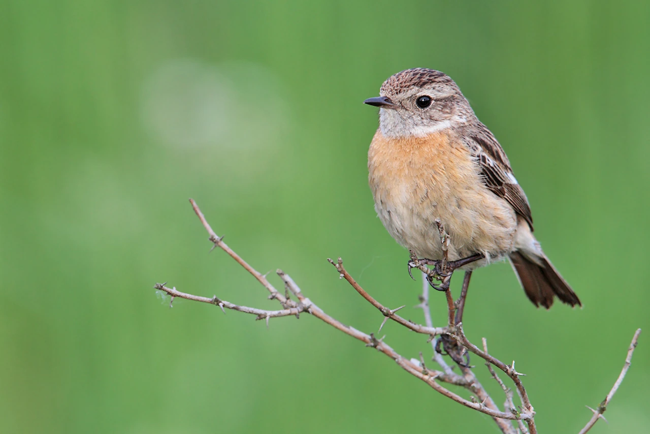 Las advertencias vocales de las aves de todo el mundo.' Tarabilla común' / Foto: Wikimedia Commons