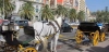 Quedan revocadas las licencias de los coches de caballos en Málaga capital / Foto: EP