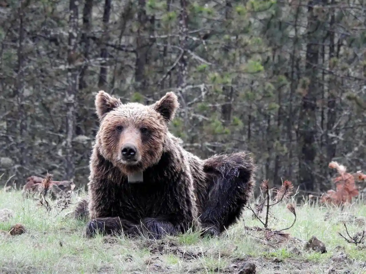 Oso pardo en los bosques de Serbia / Foto: MNCN-CSIC