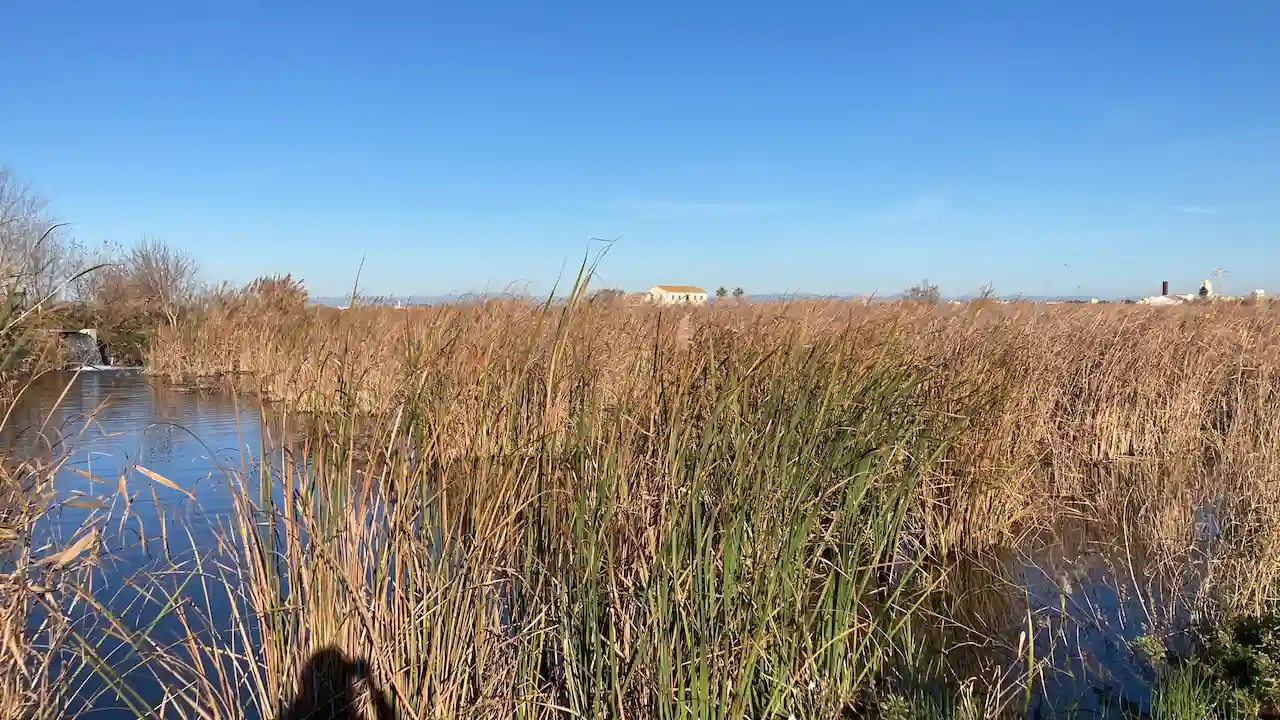 Los humedales artificiales reducen los plaguicidas en l'Albufera. Tancat de l' Illa  / Foto: UV