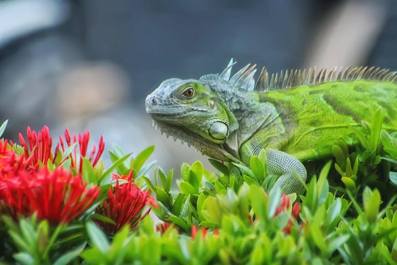 Derechos Sociales lanza consulta pública sobre mascotas exóticas. Iguana / Foto: PB