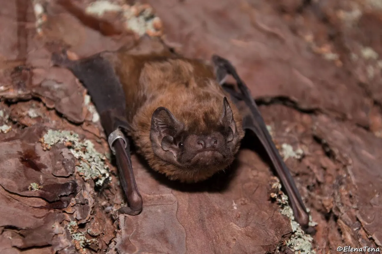 El murciélago más grande de Europa caza aves en pleno vuelo / Foto: Elena Tena