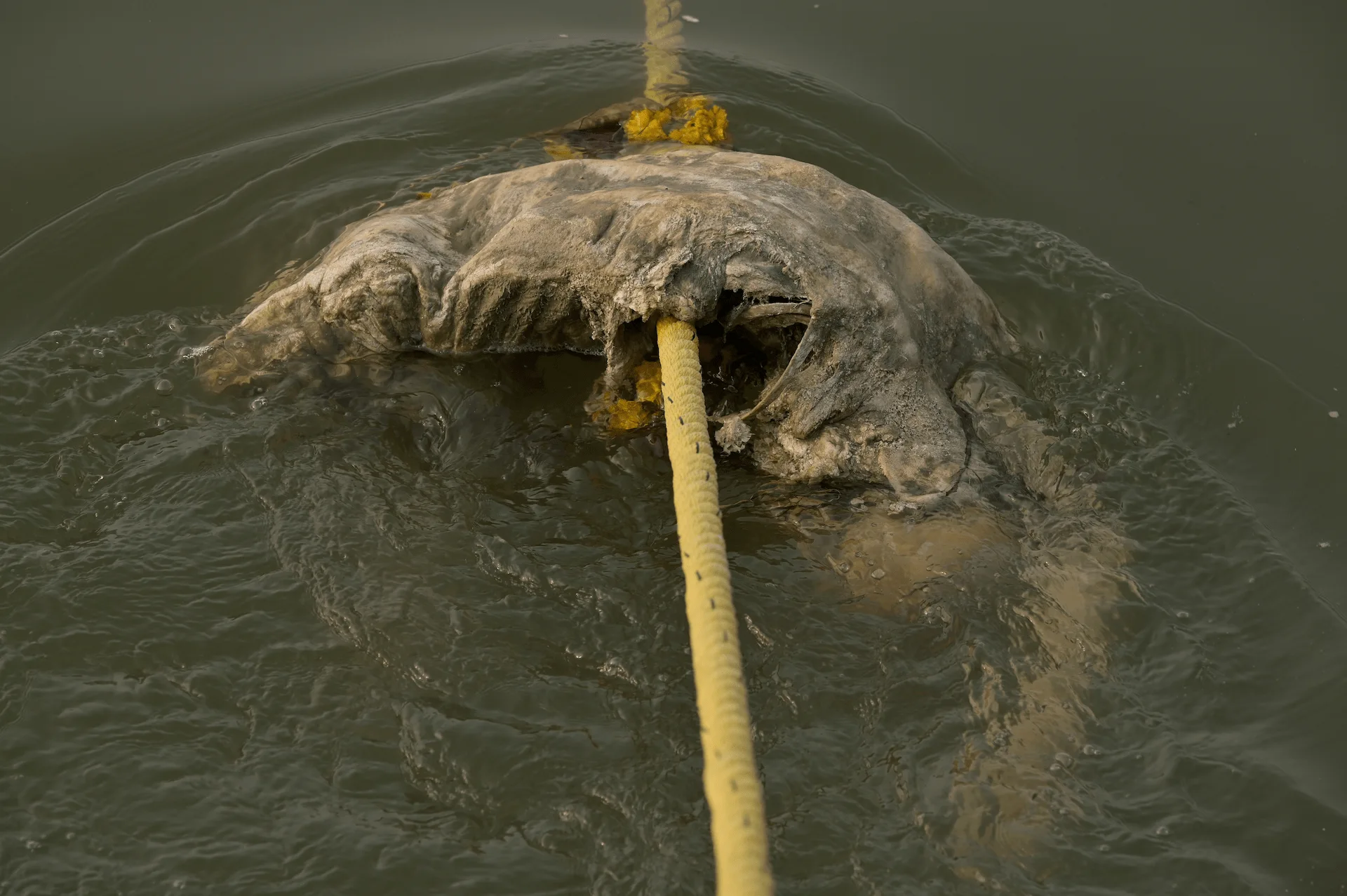 Restos de un cuerpo flotando en el agua. En el Ganges y Yamuna, ríos sagrados, se arrojan cuerpos de cremaciones; las familias pobres, con leña escasa, a veces no logran reducirlos a cenizas / Foto: Alfons Rodríguez Restos de un cuerpo flotando en el agua. En el Ganges y Yamuna, ríos sagrados, se arrojan cuerpos de cremaciones; las familias pobres, con leña escasa, a veces no logran reducirlos a cenizas / Foto: Alfons Rodríguez
