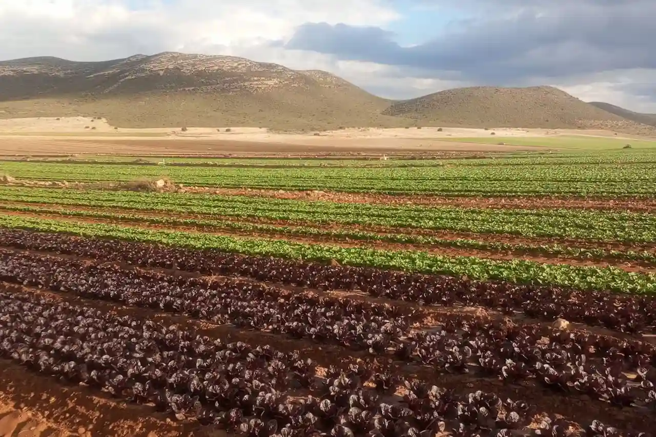 Cambiar el impacto ambiental global del sistema alimentario / Foto: The Conversation