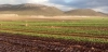 Cambiar el impacto ambiental global del sistema alimentario / Foto: The Conversation